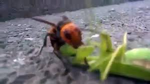 This is a sortable list of characters and toys in the beast wars franchise, part of the larger transformers franchise, from hasbro.this includes characters appearing in an animated series, comics or video games. Asian Giant Hornet Vs Praying Mantis Fight To Death Video Dailymotion