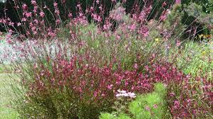 The long wands sway and dance in the breeze, hence the name. Guara Plant Resembles Whirling Butterflies