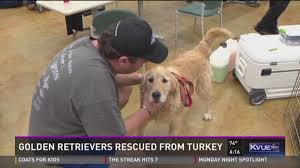Get a boxer, husky, german adorable golden retriever puppies available for adoption. Austin Rescue Group Saving 13 Golden Retrievers From Turkey Kvue Com