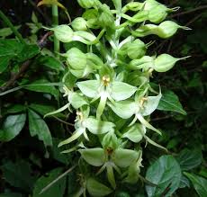 Image result for Habenaria petitiana