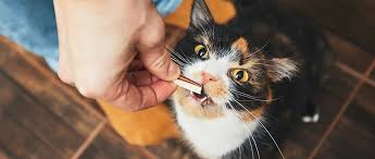 It's not recommendable to leave cat food exposed to air as it will only speed up the process of food degrading and it may increase the risk of bacteria growth. Performing A Diet Trial To Identify Food Allergies In Dogs And Cats Today S Veterinary Practice