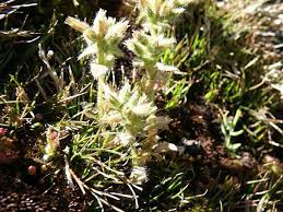 Image result for Cerastium octandrum
