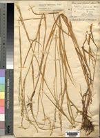 Image result for Acroceras zizanioides