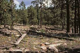 Content Posted in 2016 | UNM Digital Repository