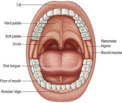 Slowed pharyngeal transit time (normal: Carcinoma Of The Upper Aerodigestive Tract Plastic Surgery Key