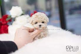 Sold To Oliveira Belle Poodle F Rolly Teacup Puppies Dogstagram Maltesepuppy Love Malteseofin Teacup Puppies Maltese Cute Fluffy Dogs Teacup Puppies