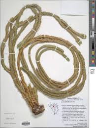 Image result for Huperzia afromontana