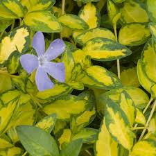 Image result for Vinca minor