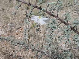 Image result for Catophractes alexandri