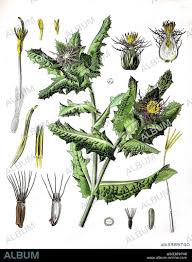 Image result for Cnicus