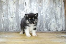 Find a reputable pomsky breeder near you with our list of approved pomsky breeders. Pomsky Puppies For Sale Pomsky Puppies Pomsky Puppies For Sale Puppies