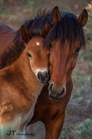 Photograph By John T Humphrey Cute Horses Horses Animals Beautiful