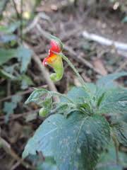 Image result for Anisosepalum humbertii