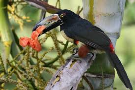 Collared Aracari And Papaya Lake Arenal Region Costa Rica Costa Rica Honeymoon Costa Rica Bird Species