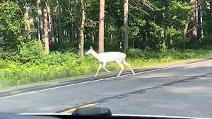 Wisconsin brothers capture a rare white deer on camera while up north