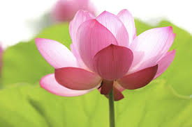 500 Flower Images Hq Download Free Flower Pictures On Unsplash Lotus Flower Pictures Flower Wallpaper Flower Artwork