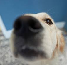 Why Does My Dog Sniff My Crotch How To Curb A Dog S Scent Drive