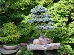 9 Trees That Make Good Bonsai Specimens