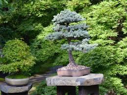 Do bonsai trees produce fruit. 9 Trees That Make Good Bonsai Specimens