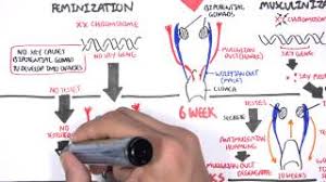 Intersex The Background