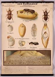 Insect Wall Charts Insect Wall Vintage Insect Art Insect Art