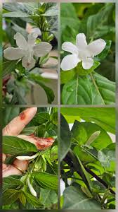 Image result for Barleria ameliae