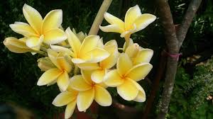 Your smelling plumeria stock images are ready. Essential Oils Resins Resinoids Absolutes Reconstitutions Perfumery Bases In India