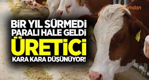 Kulak Kupesi Artik Parali Olacak Turkiye Nin Tarim Sitesi Tarim Haberleri