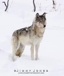 06 Female Wolf Dog Wolf Photos Wolf