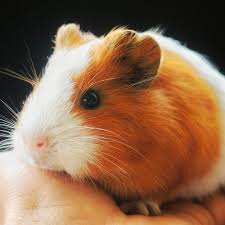 Ladybird Animal Sanctuary