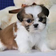Simon Shih Tzu Puppy 632729 Puppyspot Shih Tzu Puppy Shih Tzu Shih Tzu Dog