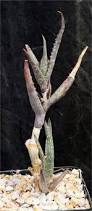 Image result for Aloe mzimbana