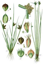Image result for Schoenoplectiella microglumis