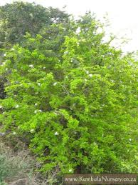 Image result for Ehretia rigida