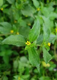 Image result for Synedrella nodiflora