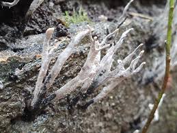 Image result for Stenostelma corniculatum