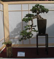 10 turtle shell seeds, caudex plants seeds, hottentot bread plant seeds, dioscorea elephantipes seeds ,. Elephant Bush Bonsai Care