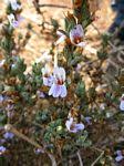 Image result for Duosperma quadrangulare