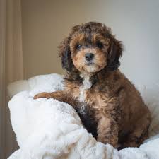 Bluegrasspuppies.com raises quality, beautiful cavapoochon puppies. Pin On Dogs