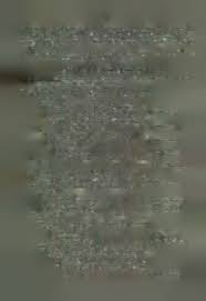 Image result for Sesbania macowaniana