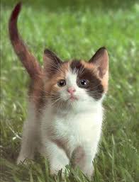 Baby Kittens For Free Hollypaw A Small Calico She Cat Aw Love The Name Hollyleaf Was One Of My Favorite Characters Kittens Cutest Cats Cute Animals