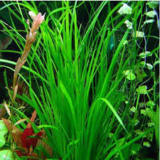 Image result for Cyperus spiralis