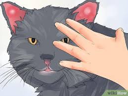 How to use ear mite medicine for cats. How To Treat Ear Haematomas In Cats 15 Steps With Pictures