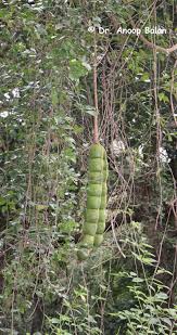 Image result for Entada abyssinica