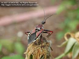 What is an assassin bug? Beneficial Insects In The Garden 08 Bee Assassin Bug Apiomerus Crassipes