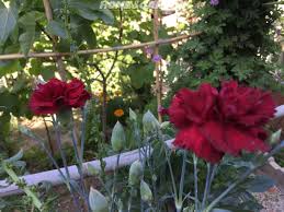 Depending on the location and variety, their growing season can last deep into summer; How To Grow Carnation Plant Carnation Plants Growing Carnations Plants