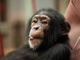 Check spelling or type a new query. 9 Animals Who Have More In Common With Humans Than You Think The Dodo