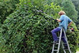 Grundsätzlich hat es sich bewährt, die pflanze dreimal im jahr zu schneiden, damit die hecke straff wächst und formschön bleibt; Hecke Schneiden Wie Ein Profi Magdeburger News Das Nachrichtenportal News Rund Um Magdeburg