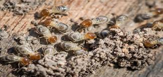 We are committed to fulfilling your pest management needs. Elite Pest Control Lawn Care Llc Lexington Ky Termite Control