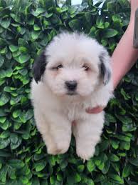 First picture of a shelter dog I met